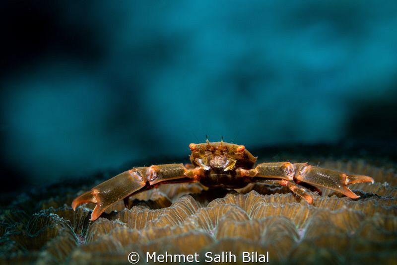 Crab on the coral. by Mehmet Salih Bilal 