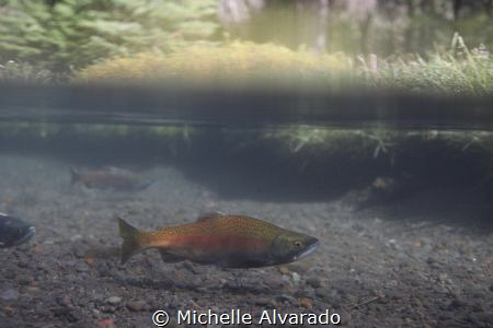 A Kokanee salmon coming to spawn in the Metolius River in... by Michelle Alvarado 