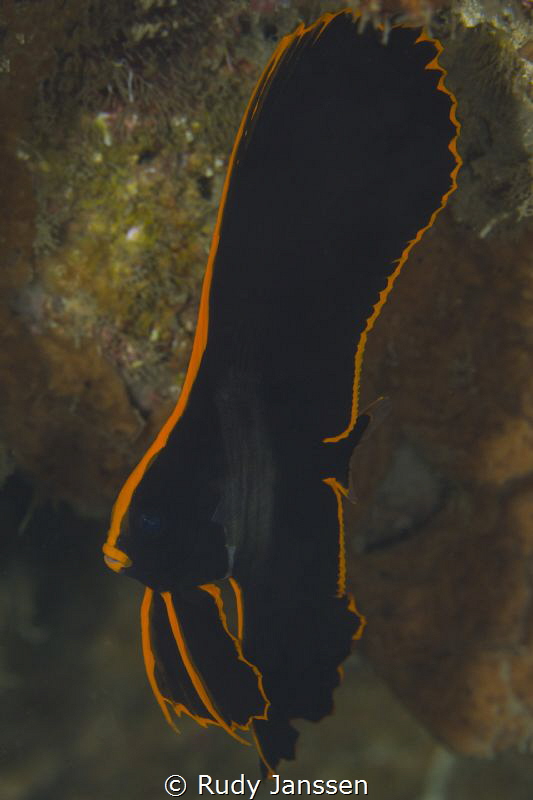 juvenile batfish by Rudy Janssen 