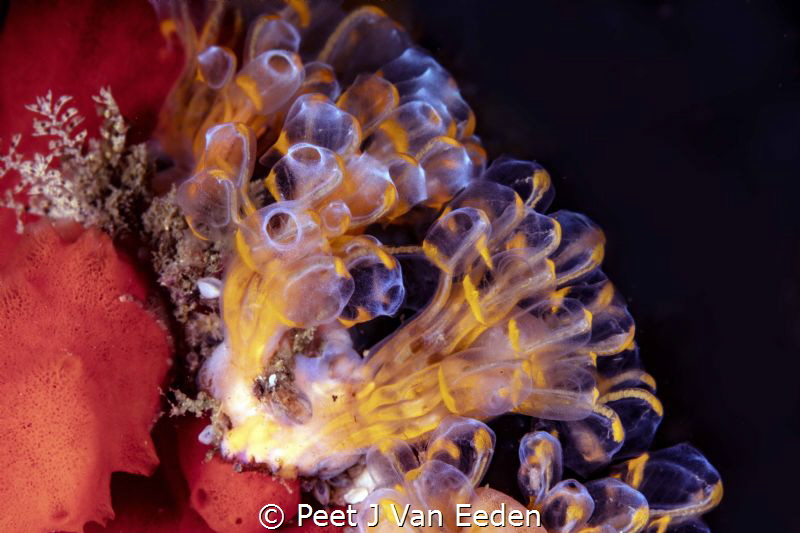 Yellow Choirboys. They belong to the group of ascidians by Peet J Van Eeden 