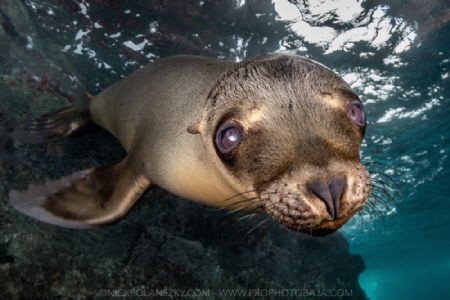 Sea Lion Pup by Nick Polanszky 