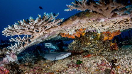 Two small white tip reef sharks live under the hard coral... by Qunyi Zhang 