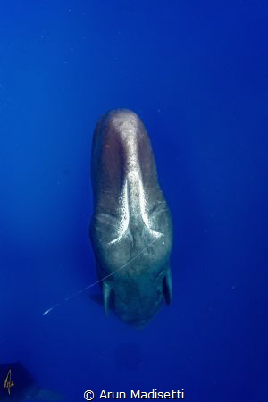 Sperm Whale surfacing from the depths. Trailing tentacle ... by Arun Madisetti 