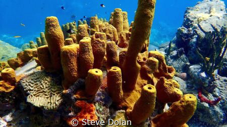 “Sponge Colony” a healthy group of Yellow Tube Sponges at... by Steve Dolan 