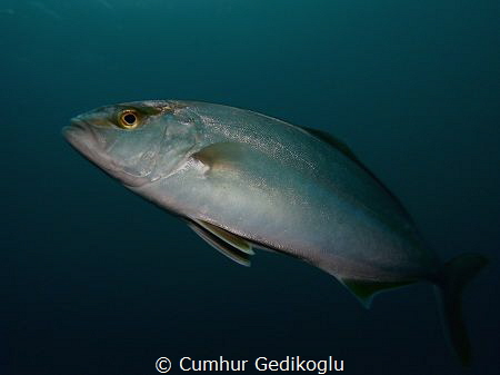 Lichia amia by Cumhur Gedikoglu 