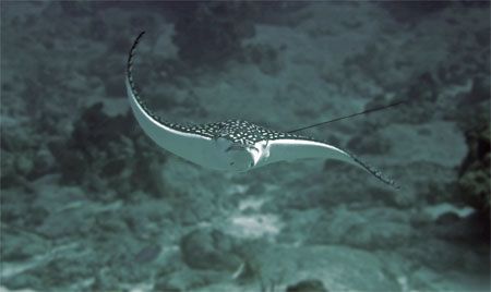 This Eagle Ray was spooked by some of our divers and made... by Paul Holota 