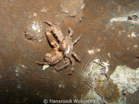 Brown crab on nightdive by Hansruedi Wuersten 