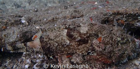 Scorpionfish: picture was taken in Phil Foster State Park... by Kevin Lasagna 
