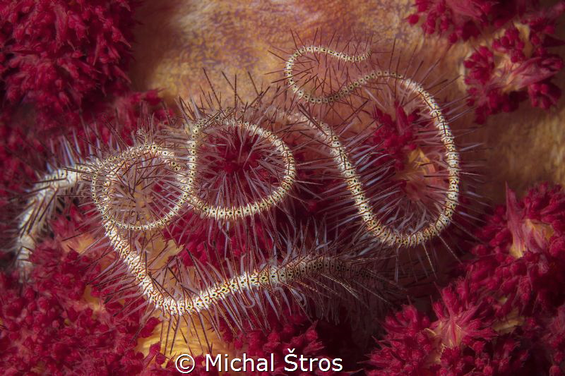 Worm (Spionidae family) hiding in soft coral by Michal Štros 