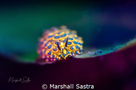 Playing with colors by Marshall Sastra 