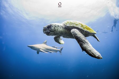 turtle and shark by Marco Calvani 