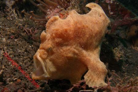 and a nother yawning frog fish by Brad Cox 