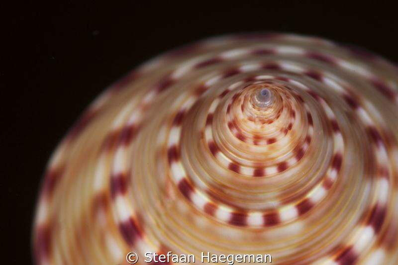 Spiraling beauty - Calliostoma Zizyphinum by Stefaan Haegeman 