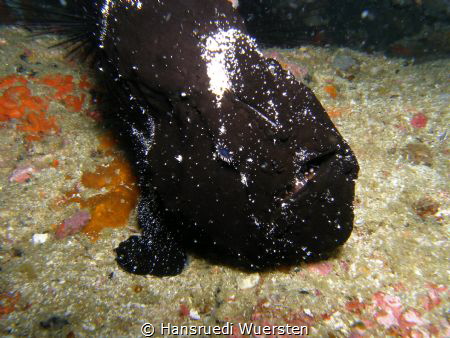 Black Frogfish by Hansruedi Wuersten 