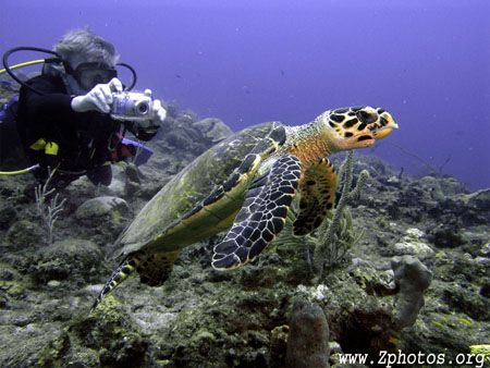 Perspective made this juvenile Hawksbill look a LOT bigge... by Zaid Fadul 
