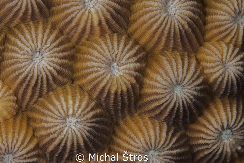 Honeycomb hard coral by Michal Štros 