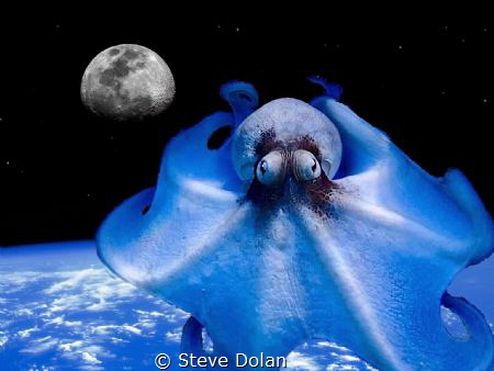“Alien Octopod” Octopus is really from St. Thomas, but I’... by Steve Dolan 