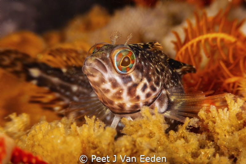 Inquisitive Klipfish by Peet J Van Eeden 