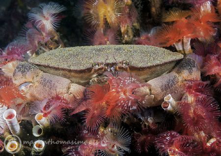 Edible crab amongst organ pipe fanworms.
The Trawler, Li... by Mark Thomas 