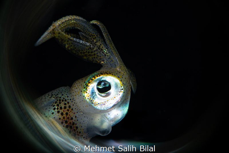 Squid profile. by Mehmet Salih Bilal 