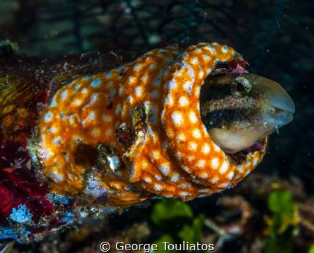 Blenny!!! by George Touliatos 