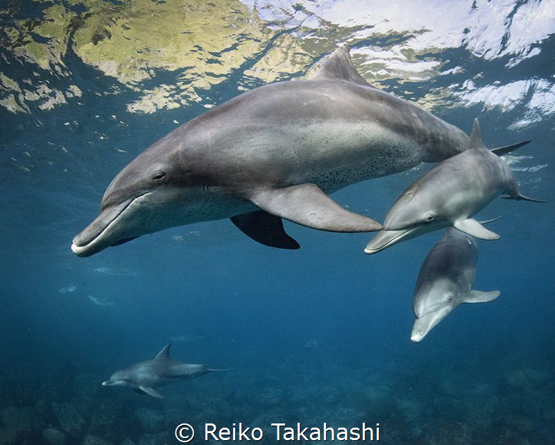 Mikura is surrounded by mountains. The dolphin living bay... by Reiko Takahashi 