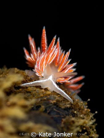 First Find!
The first nudibranch I came across on a new ... by Kate Jonker 