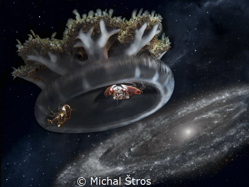 Jelly Cassiopea andromeda traveling to Andromeda galaxy by Michal Štros 