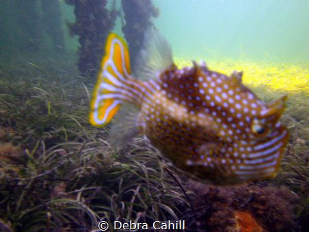 Ornate Cowfish Moonta Bay Jetty South Australia by Debra Cahill 