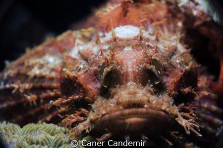 Stonefish by Caner Candemir 