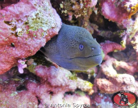Capture this Moray Eel @ Red Sea , Small Brothers Island by Antonia Spyrou 