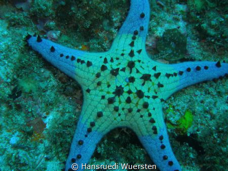 Honeycomb Sea Star - Pentaceraster alveolatus by Hansruedi Wuersten 