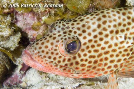 Red Hind macro. I am fascinated by the eyes of fish. I pa... by Patrick Reardon 