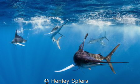 Marlins Hunting by Henley Spiers 