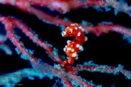 The elusive Santa Claus pygmy seahorse! by Stephanie Doniger 