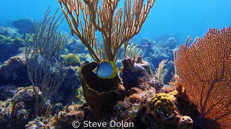 Banded Butterfly on a reef in the Bahamas. Taken with Oly... by Steve Dolan 