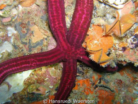 Velvety Sea Star - Leiaster speciosus by Hansruedi Wuersten 