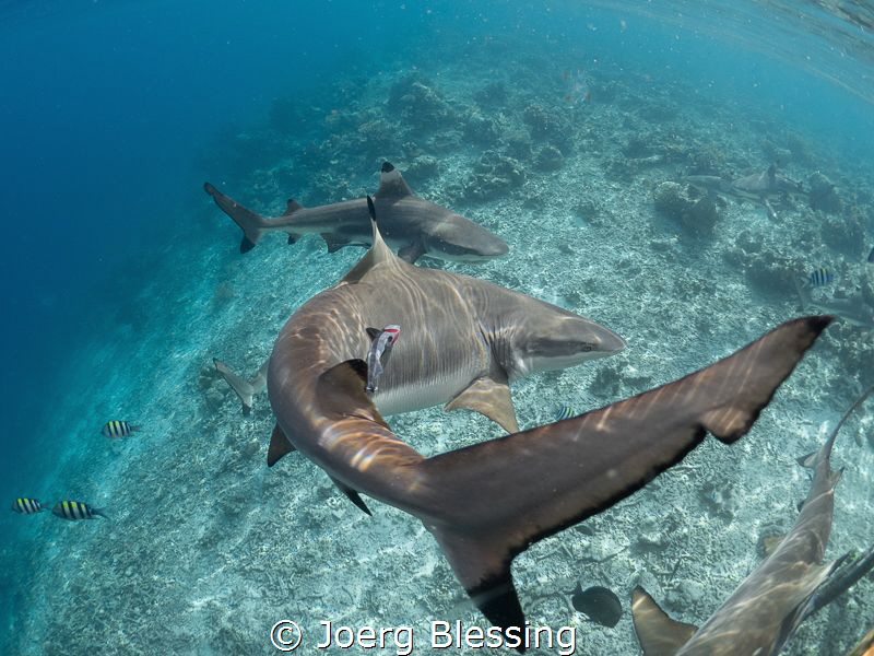 Blacktip reefsharks attracted to the jetty by the kitchen... by Joerg Blessing 