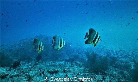 The trio of this batfishes was curious enough to come int... by Svetoslav Dimitrov 
