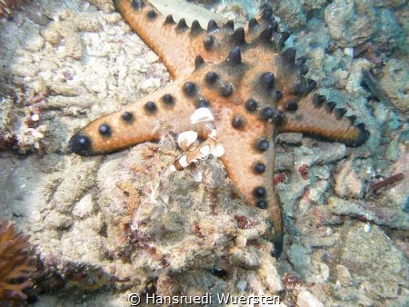 Granulated Sea Star - Choriaster granulatus
and Harlekin... by Hansruedi Wuersten 