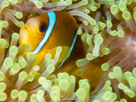Anemone fish, always gorgeous by Eduard Bello 