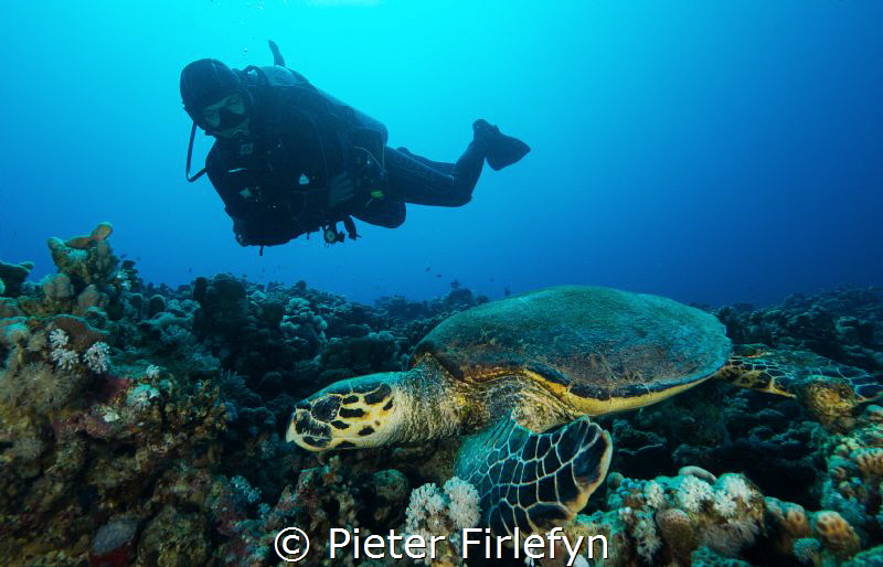 Hawksbill with diver by Pieter Firlefyn 