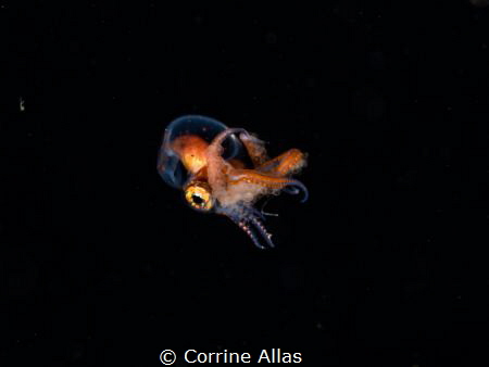Larval blanket octopus shot at 7m depth, bonfire diving i... by Corrine Allas 