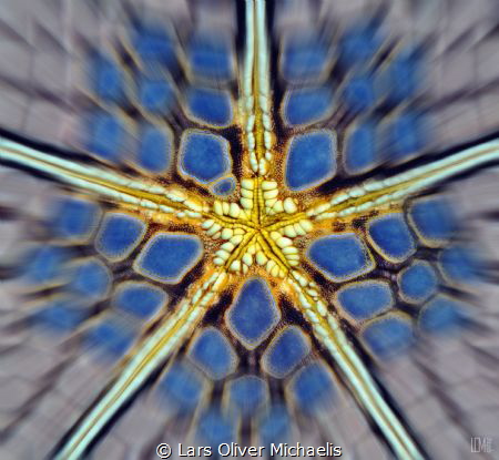 cushion star zoom (Culcita novaeguineae) by Lars Oliver Michaelis 