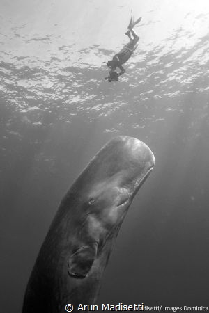 Checking out a whale (taken under permit) by Arun Madisetti 