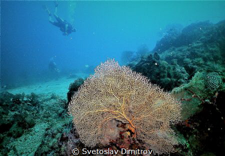 THe gorgonian coral and the diver at Menjangan Island Pem... by Svetoslav Dimitrov 