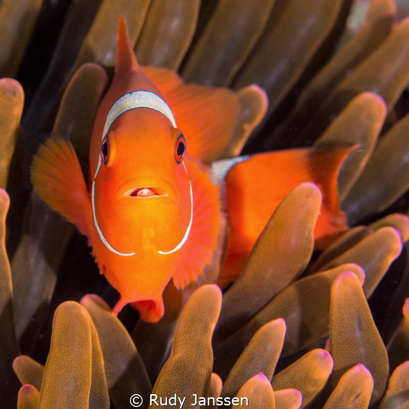 Tomato clownfish with parasite by Rudy Janssen 