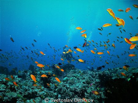 When your view is fogged by the red of the anthias could ... by Svetoslav Dimitrov 