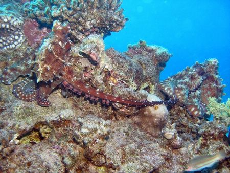 Octopus mating, taken at Sharksbay with Olympus SP-350 by Anel Van Veelen 