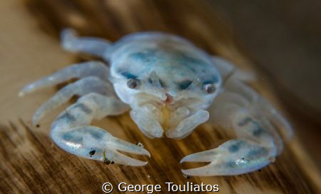 Porcelain Crab!!! by George Touliatos 